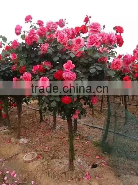 Natural product type potted rose