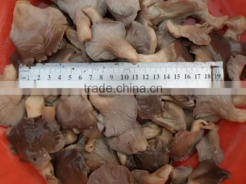 export boiled mushroom canned oyster mushroom pleurotus ostreatus