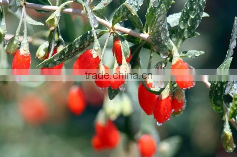 Lycium Fruit