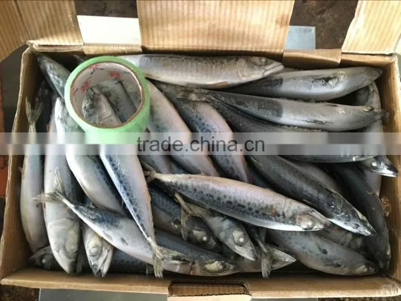 Frozen pacific mackerel
