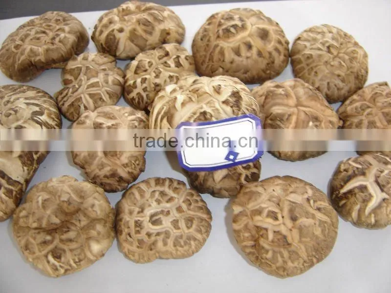 dried mushroom