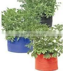Greenhouse grow bag