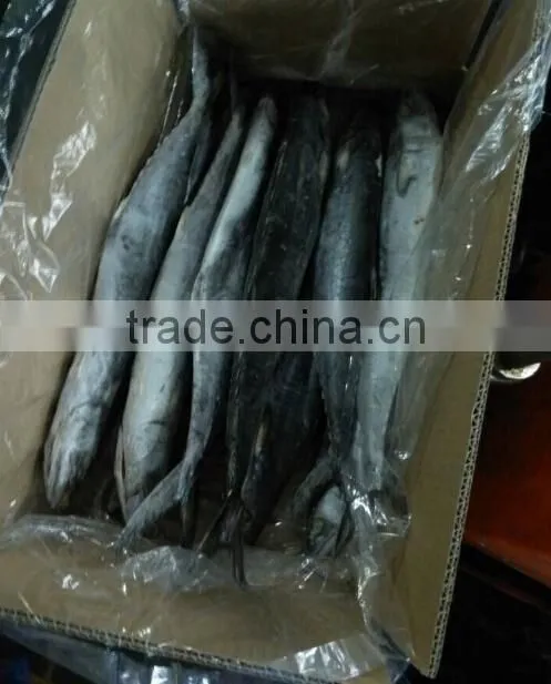 Frozen Spotted Spainsh Mackerel