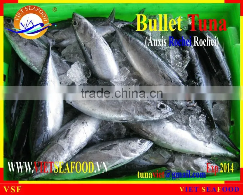 FROZEN W/R BULLET TUNA