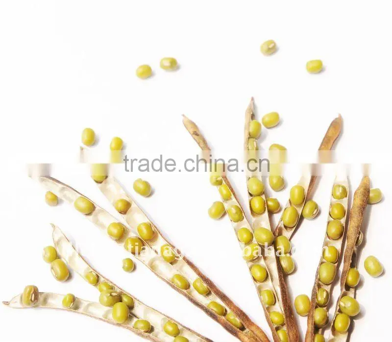 organic green mung bean
