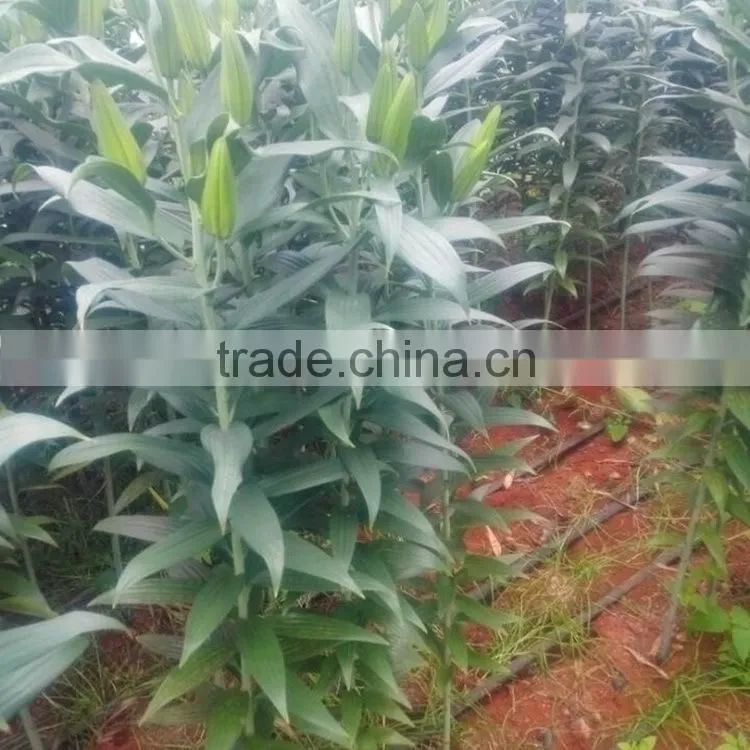 Fashion Golden Sun buy gerbera flowers