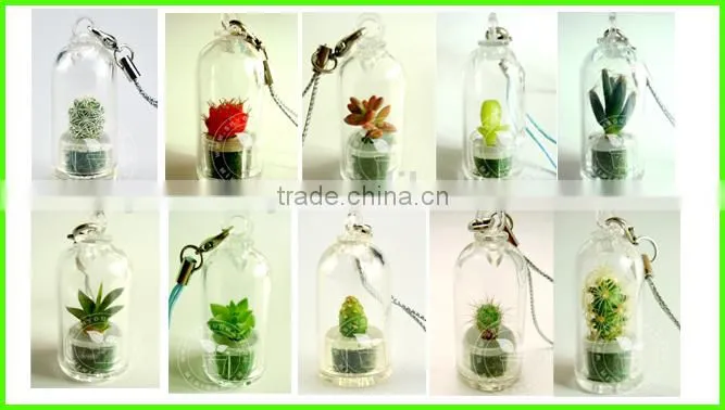 Pet Tree,Mini Plant, Pet Plant