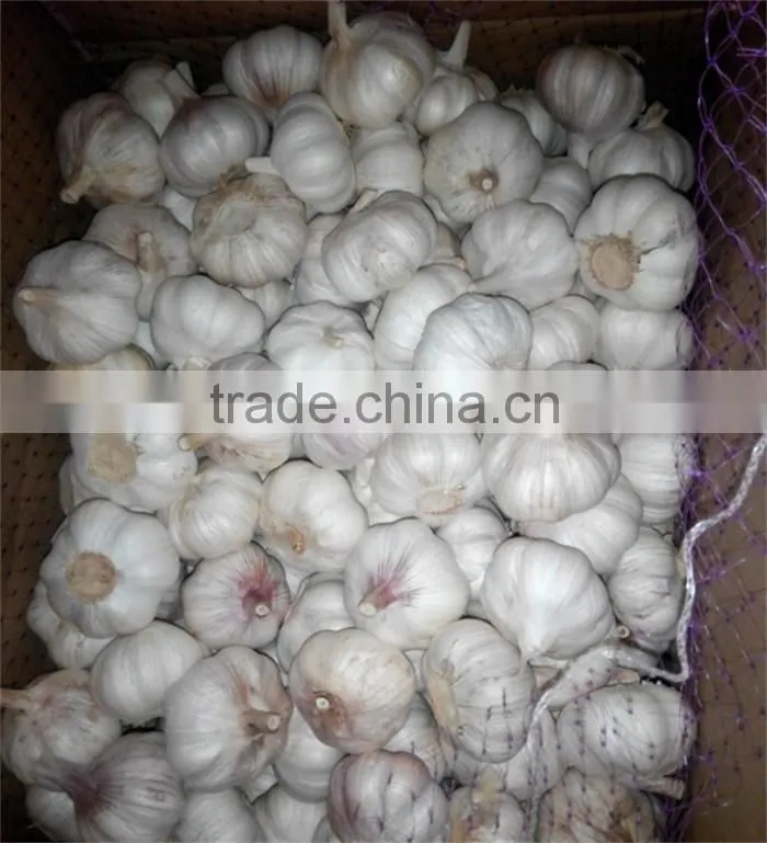 chinese garlic