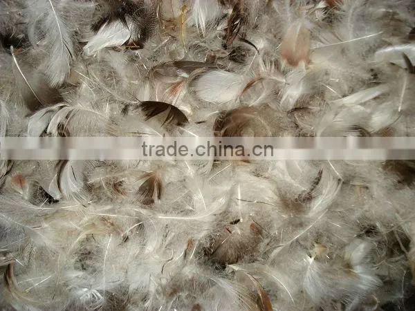 Feather Arrangements