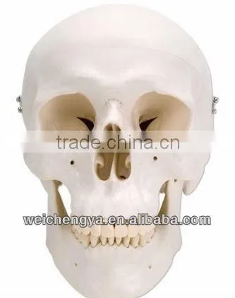 Classic Life-Size Skull Model
