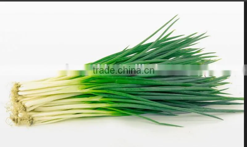 Frozen Chinese chives /spring onion slices (4-6mm)