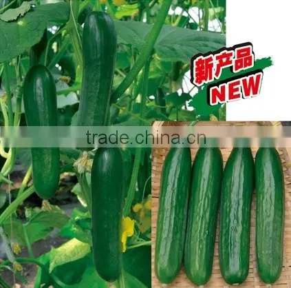 New Hybrid Fruit Cucumber seeds for growing-15CU-26