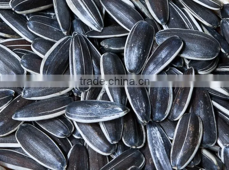 New crop big size 3939 sunflower seeds wholesale