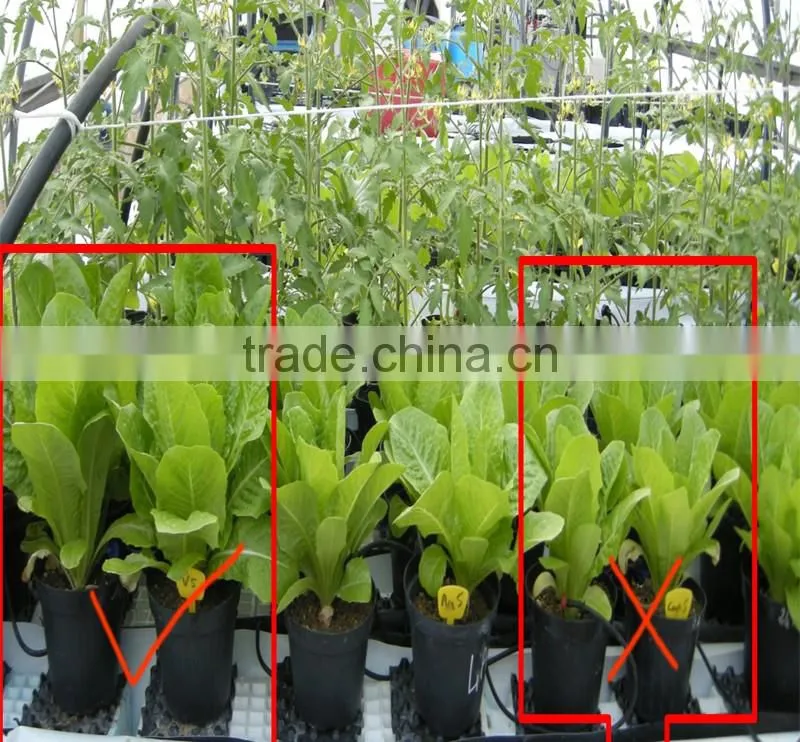 China natural source humic amino acid for high grade