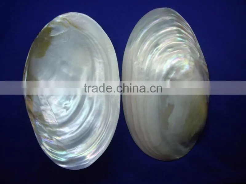 Natural polished chinese mother of pearl river shell raw