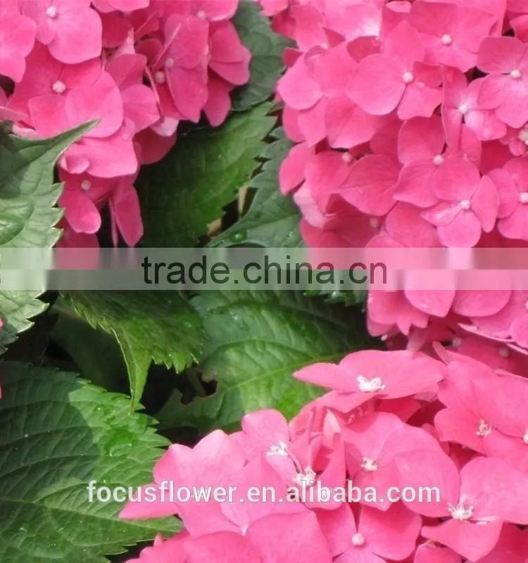 Fresh Cut Dark Pink Hydrangea Artificial Flower For Sale
