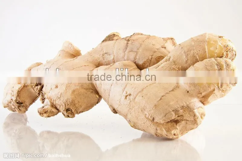 new crop ginger root