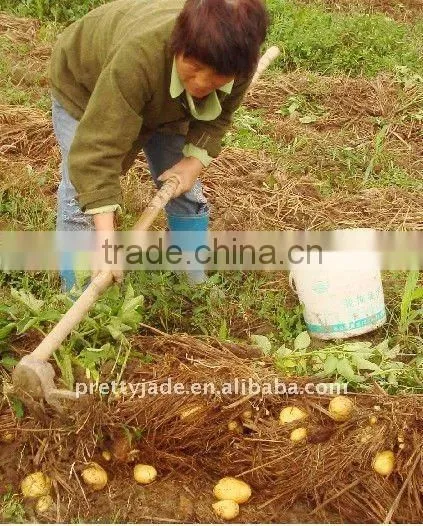 Farm fresh potato