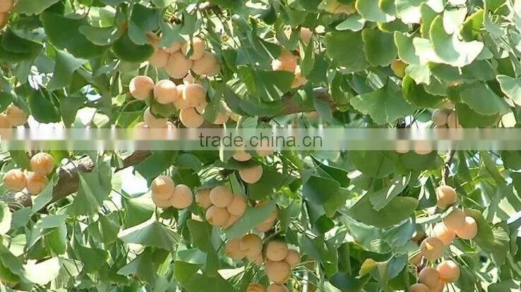 100kg/h gingko peeling shelling equipment in 2015