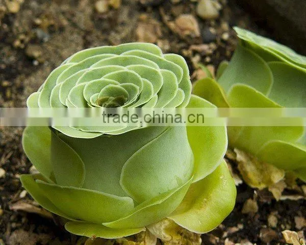 Non woven disposable wholesale decorative pillow covers