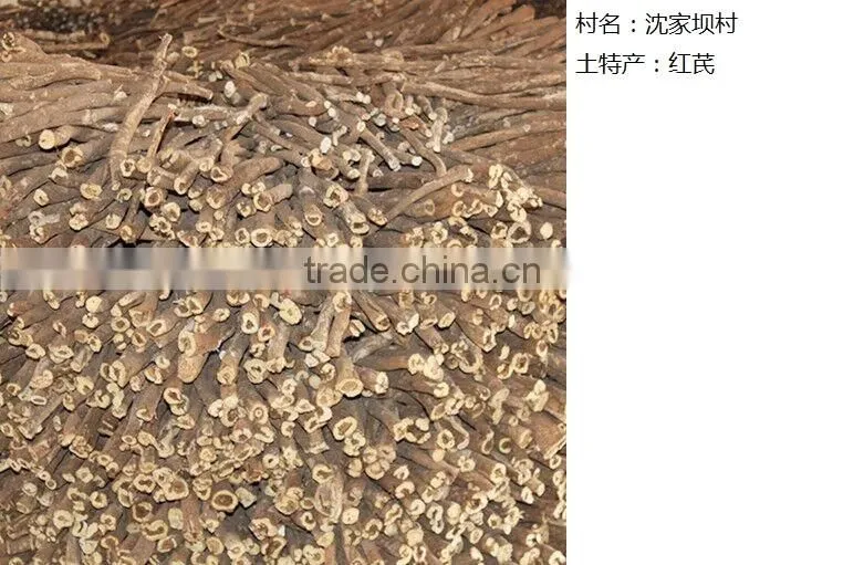 astragalus membranaceus