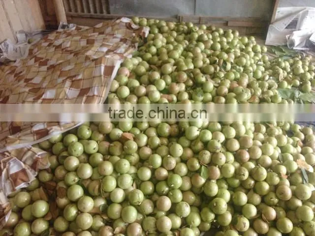 Viet Nam chrysophyllum cainino