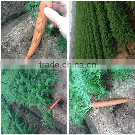 Frozen carrot vegetable