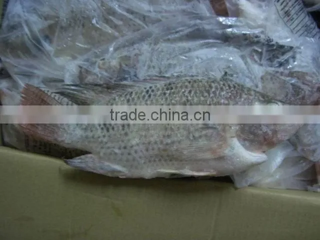 frozen tilapia seafood fish