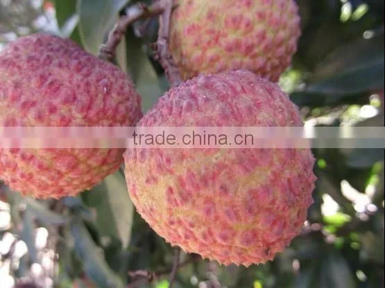2016 Fresh Fruit Lichee from China