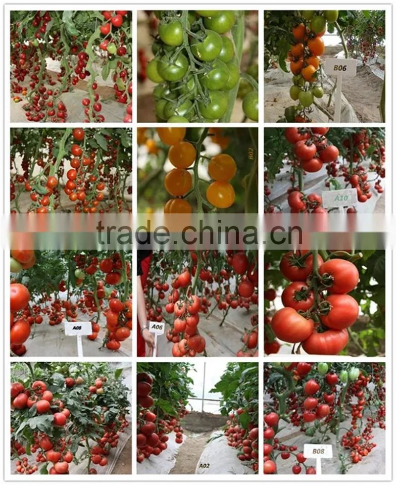 2016 Good quality Hybrid Golden yellow Cherry tomato seeds for growing and for sale-Golden Baby