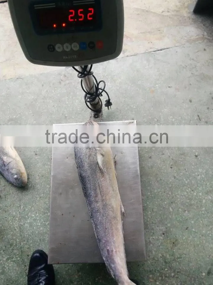 ready stock sea frozen mahi mahi whole round 2kgs + ,big size