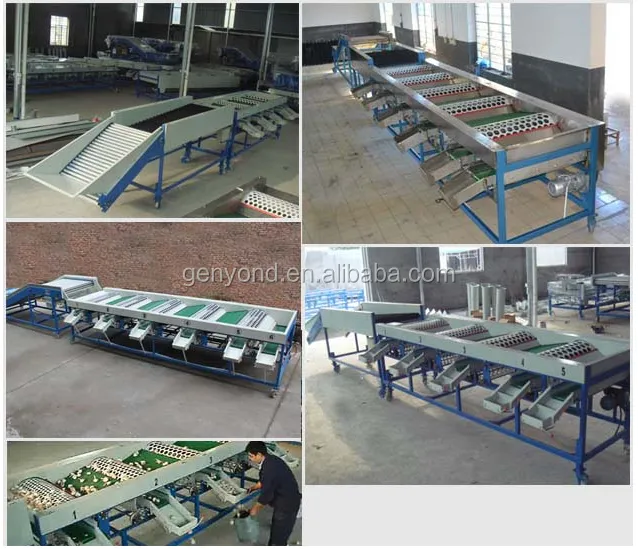 Shanghai Date Olive Size Grading Machine for Fruit & Vegetable Processing