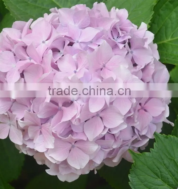 Low price Cheapest hydrangea flowers bonsai