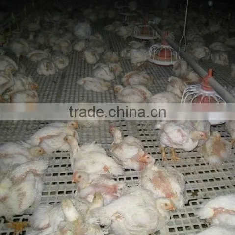 Hot Sell Poultry Clear Plastic Floor Mats