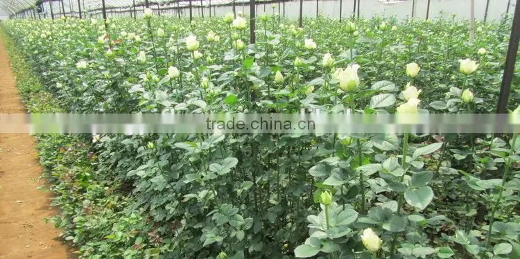 Fresh factory direct flower hydrangea