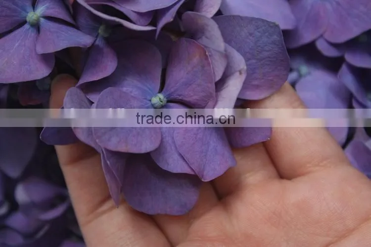 Elegant in smell top sell indoor decoration flower of hydrangea