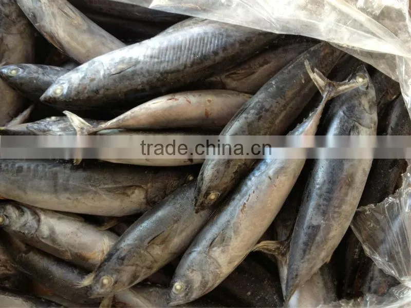2016 frozen bonito 6-8pcs/kg for canned/market