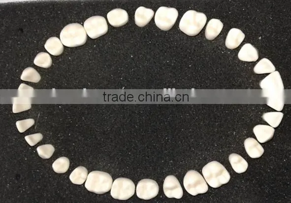 Frasaco Replacement 32 Teeth Model