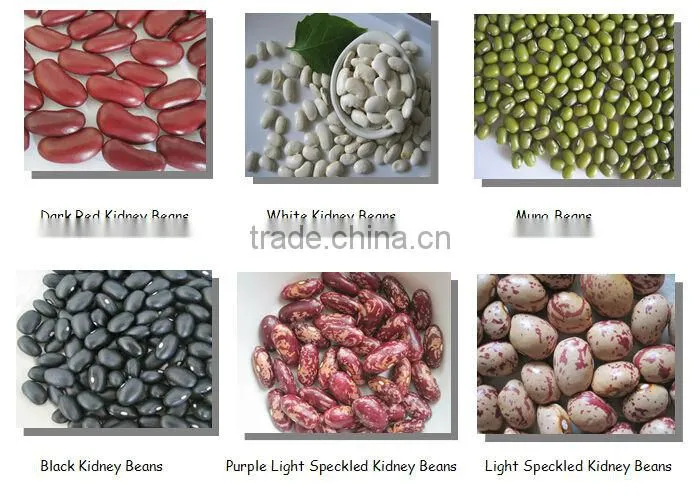 Large White Kidney Beans / Butter beans 2014