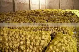 VIETNAM FRESH GINGER HIGH QUANLITY