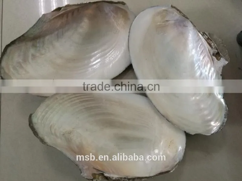 White mother of pearl farmed freshwater raw river shell