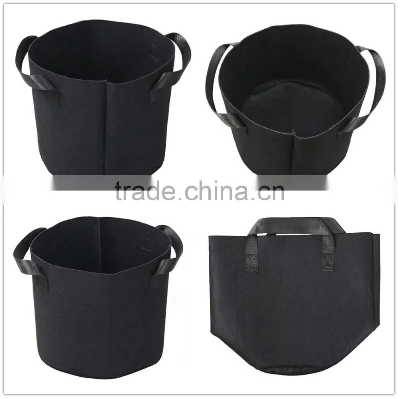 Oyster mushroom grow bag