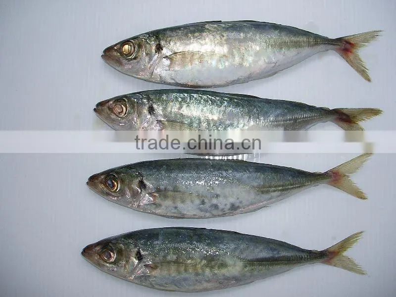 Whole round frozen horse Mackerel on sale