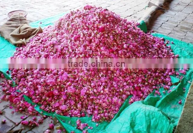 100% pure, Rose oil