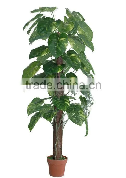 jade tree