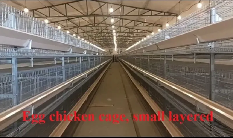 小层叠蛋鸡笼.jpg