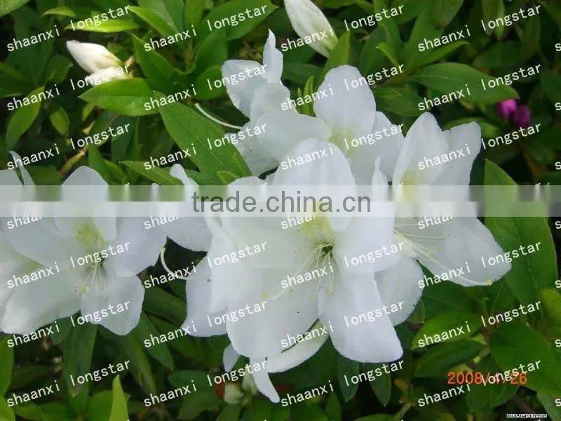 Plastic flower pots and planters