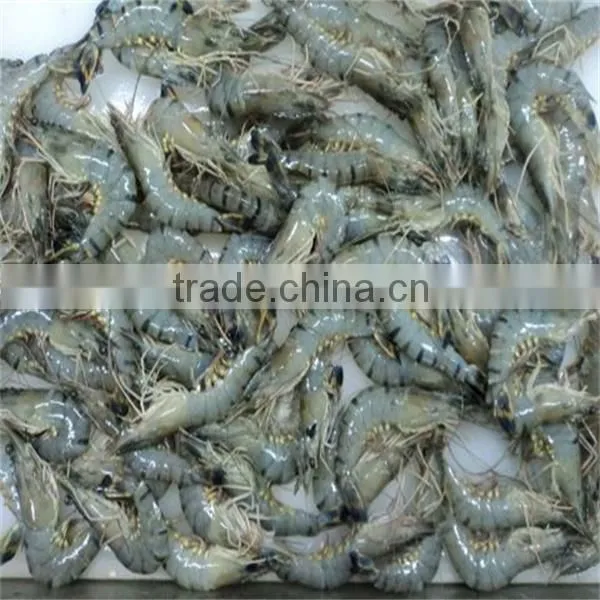 frozen shrimp on the grill