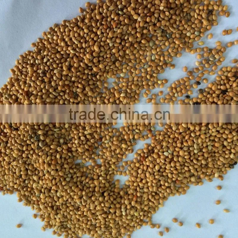 yellow millets grain