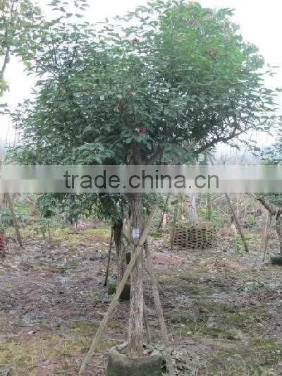 Erythrina crista-galliLinn.